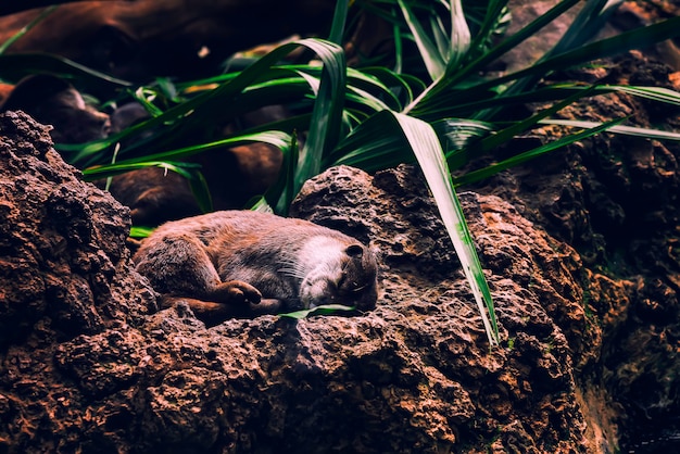 Nutria marrón durmiendo acurrucada en las rocas y debajo de la planta verde