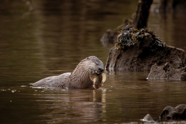 Nutria de mentón blanco comiendo un pájaro en el lago