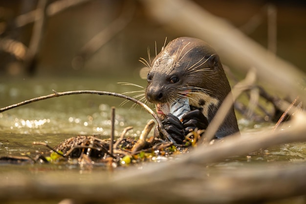 Nutria de río gigante alimentándose en el hábitat natural Brasil salvaje Fauna brasilera Rico Pantanal Watter animal Criatura muy inteligente Peces de pesca