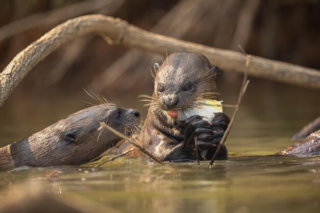 Nutria de río gigante alimentándose en el hábitat natural Brasil salvaje Fauna brasilera Rico Pantanal Watter animal Criatura muy inteligente Peces de pesca