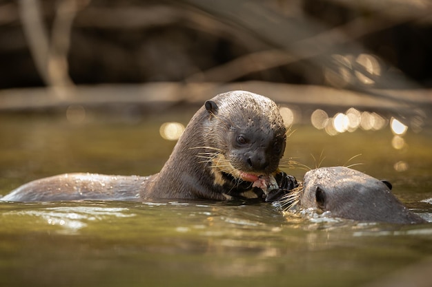 Nutria de río gigante alimentándose en el hábitat natural Brasil salvaje Fauna brasilera Rico Pantanal Watter animal Criatura muy inteligente Peces de pesca