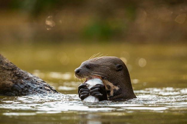 Nutria de río gigante alimentándose en el hábitat natural Brasil salvaje Fauna brasilera Rico Pantanal Watter animal Criatura muy inteligente Peces de pesca