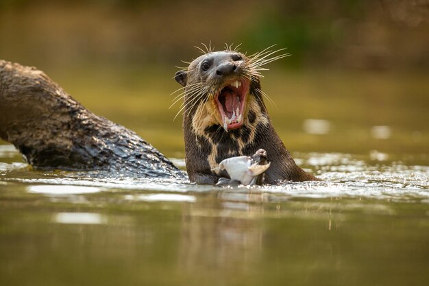 Nutria de río gigante alimentándose en el hábitat natural Brasil salvaje Fauna brasilera Rico Pantanal Watter animal Criatura muy inteligente Peces de pesca