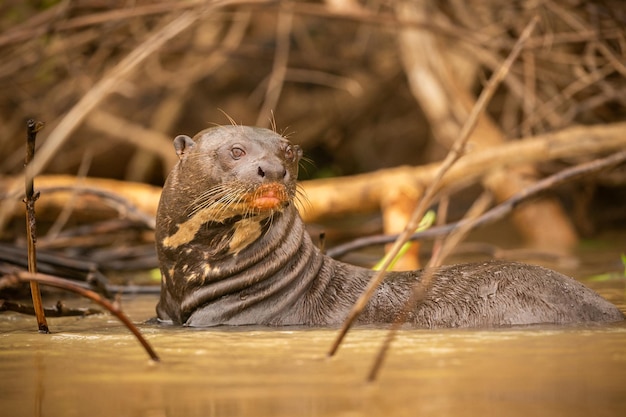 Nutria de río gigante alimentándose en el hábitat natural Brasil salvaje Fauna brasilera Rico Pantanal Watter animal Criatura muy inteligente Peces de pesca