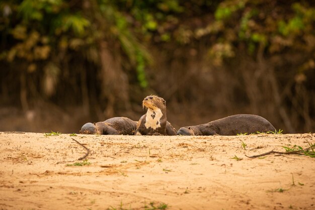 Nutria de río gigante alimentándose en el hábitat natural Brasil salvaje Fauna brasilera Rico Pantanal Watter animal Criatura muy inteligente Peces de pesca