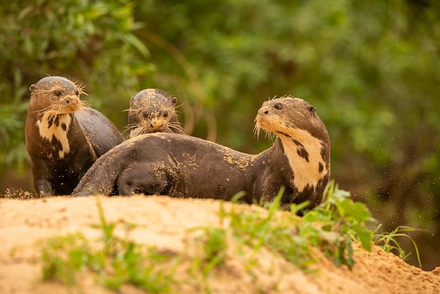 Nutria de río gigante alimentándose en el hábitat natural Brasil salvaje Fauna brasilera Rico Pantanal Watter animal Criatura muy inteligente Peces de pesca