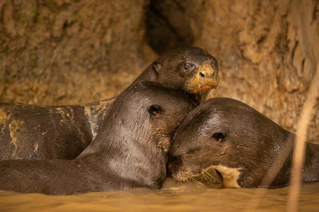 Nutria de río gigante alimentándose en el hábitat natural Brasil salvaje Fauna brasilera Rico Pantanal Watter animal Criatura muy inteligente Peces de pesca