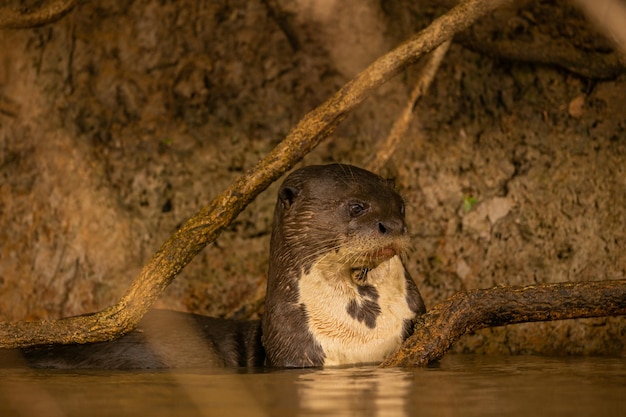 Nutria de río gigante alimentándose en el hábitat natural Brasil salvaje Fauna brasilera Rico Pantanal Watter animal Criatura muy inteligente Peces de pesca