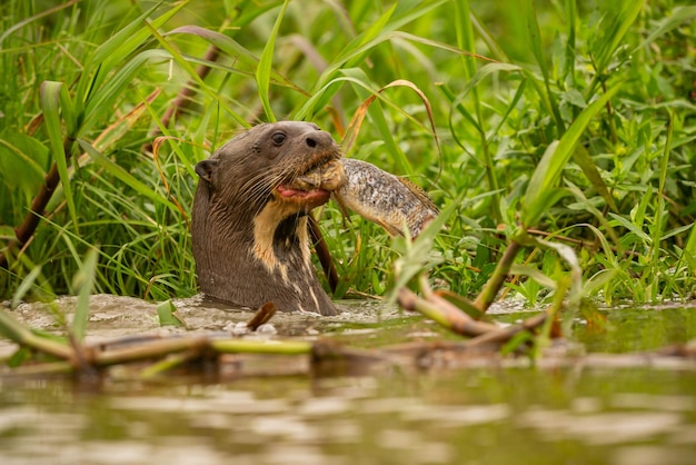 Nutria de río gigante alimentándose en el hábitat natural Brasil salvaje Fauna brasilera Rico Pantanal Watter animal Criatura muy inteligente Peces de pesca