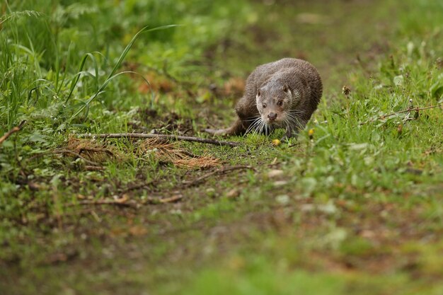 Nutria de río hermosa y juguetona en el hábitat natural de la República Checa lutra lutra