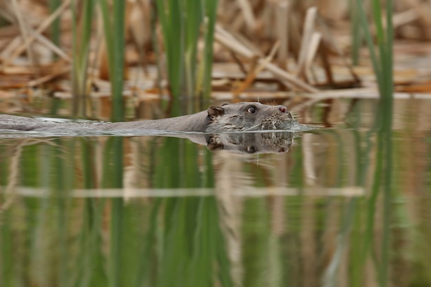 Nutria de río hermosa y juguetona en el hábitat natural de la República Checa lutra lutra