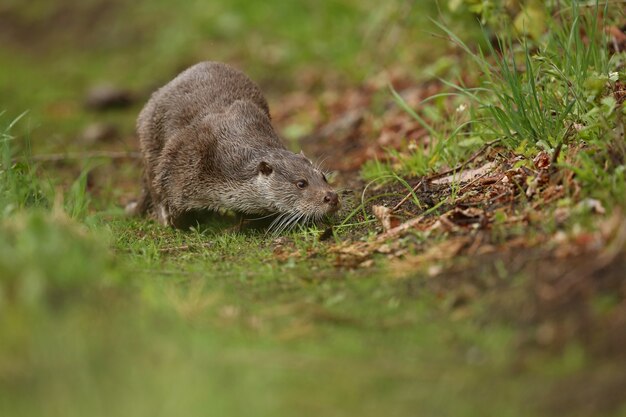 Nutria de río hermosa y juguetona en el hábitat natural de la República Checa lutra lutra