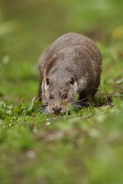 Foto gratuita nutria de río hermosa y juguetona en el hábitat natural de la república checa lutra lutra