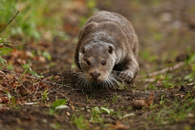 Nutria de río hermosa y juguetona en el hábitat natural de la República Checa lutra lutra