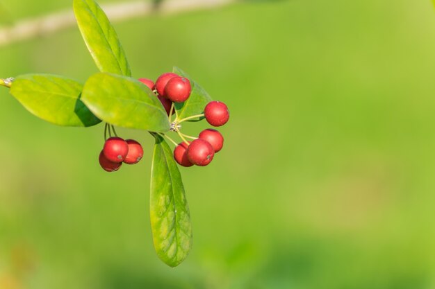 Nutrición madura sostenible