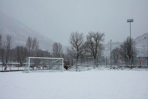 Objetivo de invierno