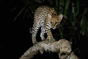 Foto gratuita ocelote muy raro en la noche de la selva brasileña