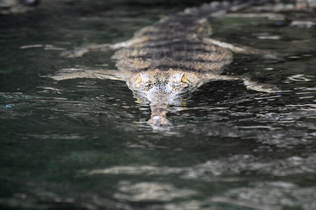 Ojos amarillos de un cocodrilo gavial asomándose fuera del agua