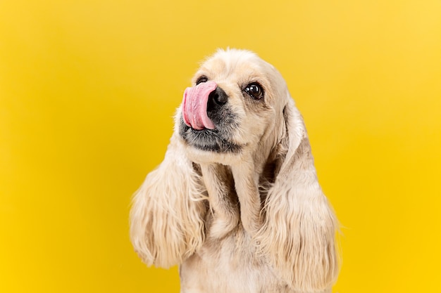 Ojos llenos de alegría. Cachorro de perro de aguas americano. Lindo perrito o mascota mullida arreglada está sentada aislada sobre fondo amarillo. Foto de estudio. Espacio negativo para insertar su texto o imagen.