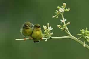 Foto gratuita olivebacked sunbirds alimentando al niño cinnyris jugularis