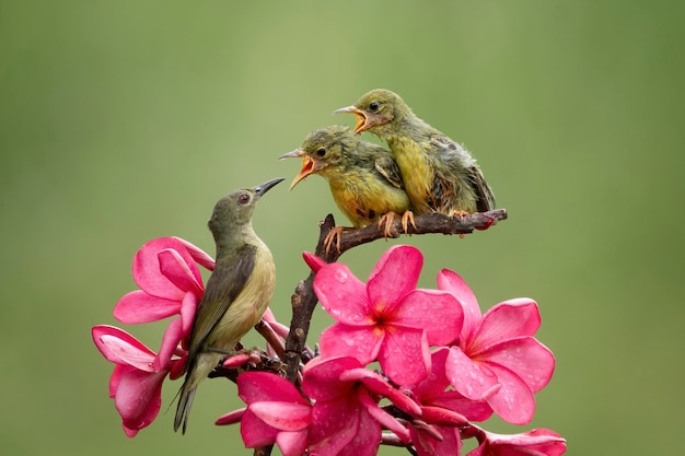 OliveBacked Sunbirds alimentando al niño Cinnyris Jugularis