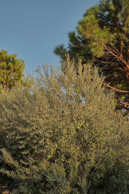 Olivo con marco vertical de aceitunas Idea de fondo sobre la naturaleza y el cultivo ecológico de aceitunas