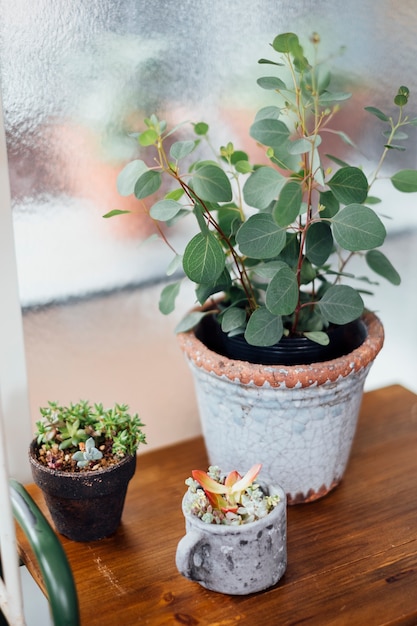 olla de árbol lindo en café