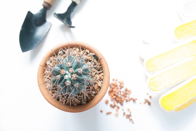 Olla de cactus y herramientas de jardín aisladas sobre fondo blanco