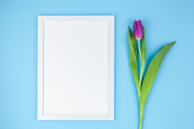 Opinión de alto ángulo del bastidor y del tulipán blancos de la foto en fondo de la turquesa