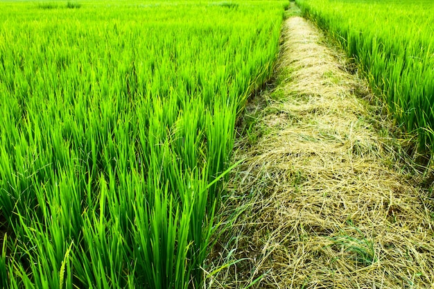 Opinión del cielo de color verde hermoso del campo