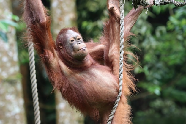 Orangután jugando en un columpio sosteniendo una cuerda