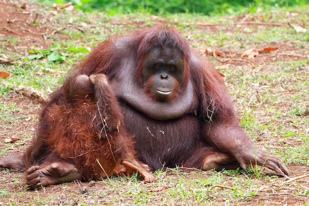 Orangutanes con sus hijos orangutan familia animal primer plano