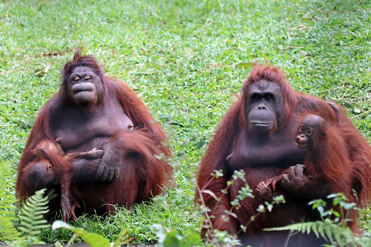Foto gratuito orangutanes con sus hijos