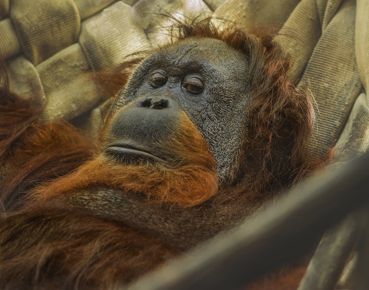 Foto gratuito orangutang relajándose en una hamaca