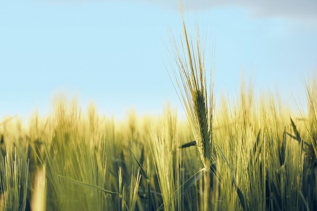 Orejas de centeno verde joven en el campo Paisajes rurales en la luz del sol del atardecer contra un cielo azul enfoque suave selectivo profundidad de campo