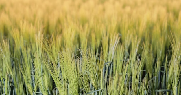 Orejas de centeno verde joven en los rayos del sol poniente Paisajes rurales enfoque suave selectivo profundidad de campo