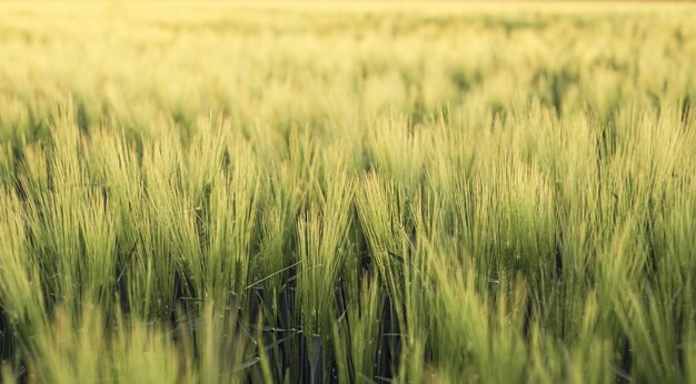 Orejas verdes jóvenes de fondo agrícola de centeno de espigas crecientes de cereales de trigo en la plantación de luz solar al atardecer en los rayos del atardecer enfoque suave enfoque selectivo