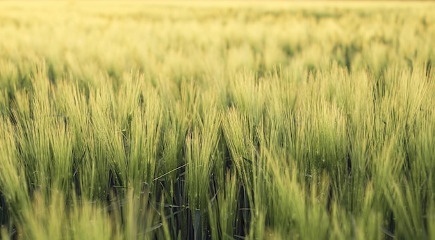 Orejas verdes jóvenes de fondo agrícola de centeno de espigas crecientes de cereales de trigo en la plantación de luz solar al atardecer en los rayos del atardecer enfoque suave enfoque selectivo