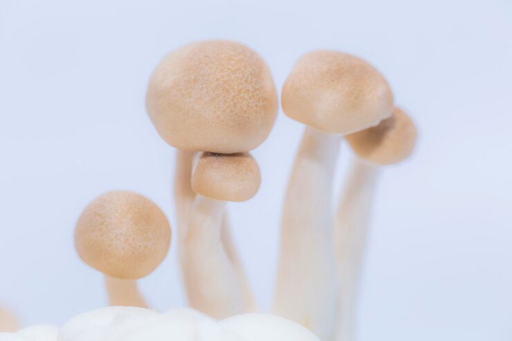 Photo Gratis organic asian tasty beautiful button