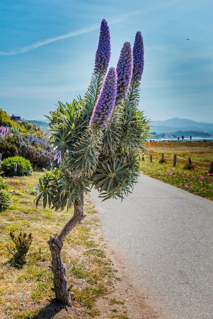 Orgullo de flor púrpura de la planta de Madeira en la costa del Pacífico en California