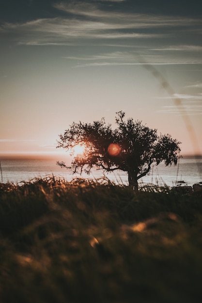 Orilla vertical de un árbol en la orilla durante la puesta de sol