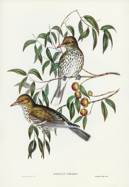 Oriole de Nueva Gales del Sur (Oriolus viridis) ilustrado por Elizabeth Gould