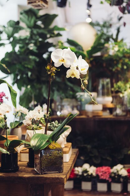 Orquídea blanca en florero de vidrio transparente