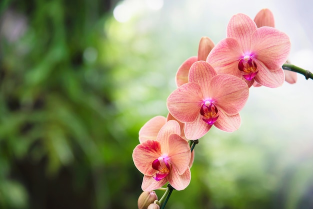 Orquídea naranja claro con hoja verde, flor de flor hermosa naturaleza