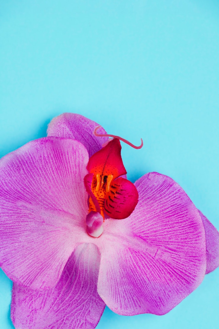 Foto gratuito orquídea púrpura sobre fondo azul