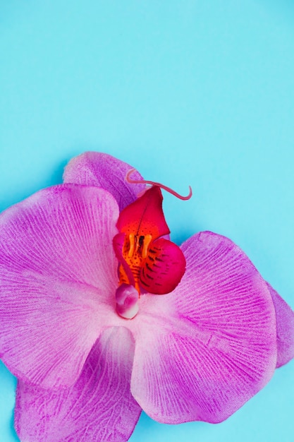 Orquídea púrpura sobre fondo azul