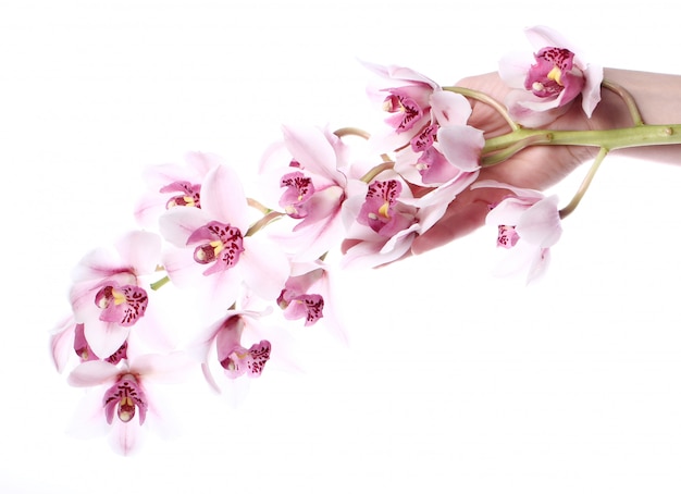 Orquídea sobre fondo blanco
