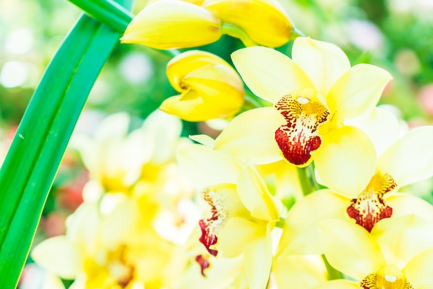 Foto gratuita orquídea