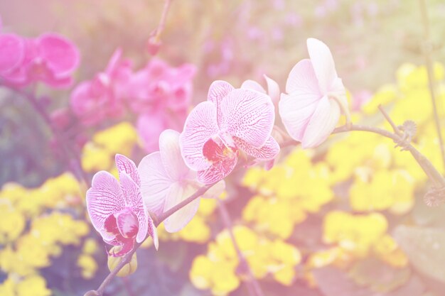 Orquídeas blancas y púrpuras.