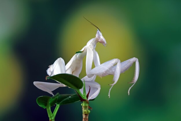 Orquídeas mantis por encima de las flores esperan presa hermosa orquídea mantis